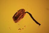 Fossil Flower Stamen In Baltic Amber #120664-2